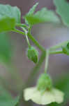 Longleaf groundcherry